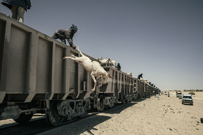 The Goats Are Being Thrown Off The Train At The Final Stop In The Port Of Nouadhibou