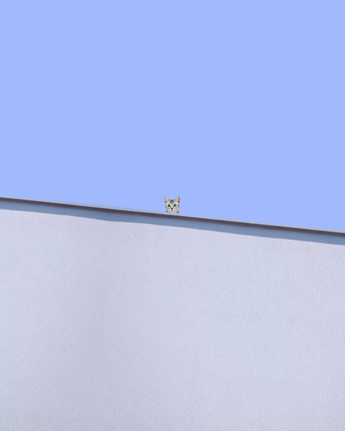 Cat peeking over a minimalist wall beneath a clear blue sky, creating a surreal and mysterious atmosphere.