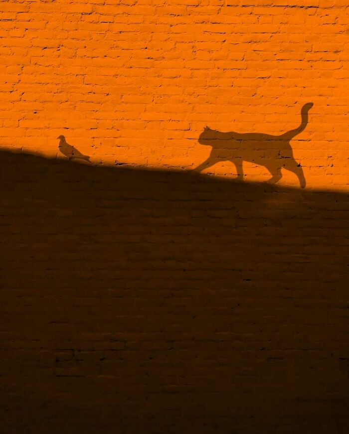 Shadow of a cat and bird on an orange wall with minimalist surrealism elements.