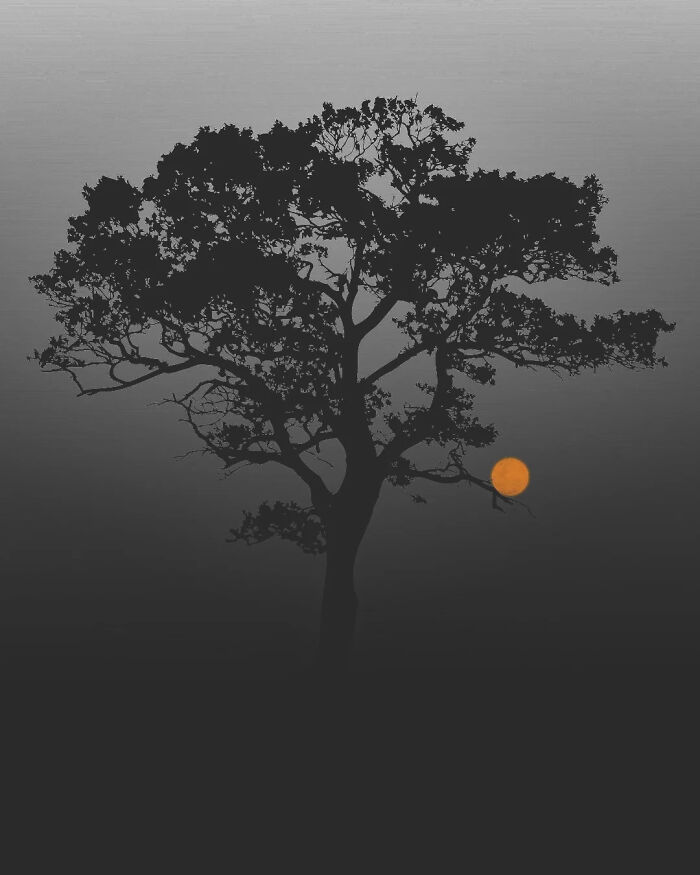 Surreal photo of a silhouetted tree against a gray sky with an orange sun, showcasing minimalism and mystery.