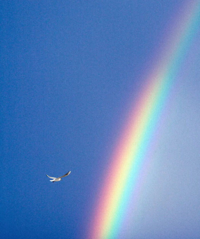 A seagull soars near a vivid rainbow in a clear blue sky, capturing minimalism and surreal magic.