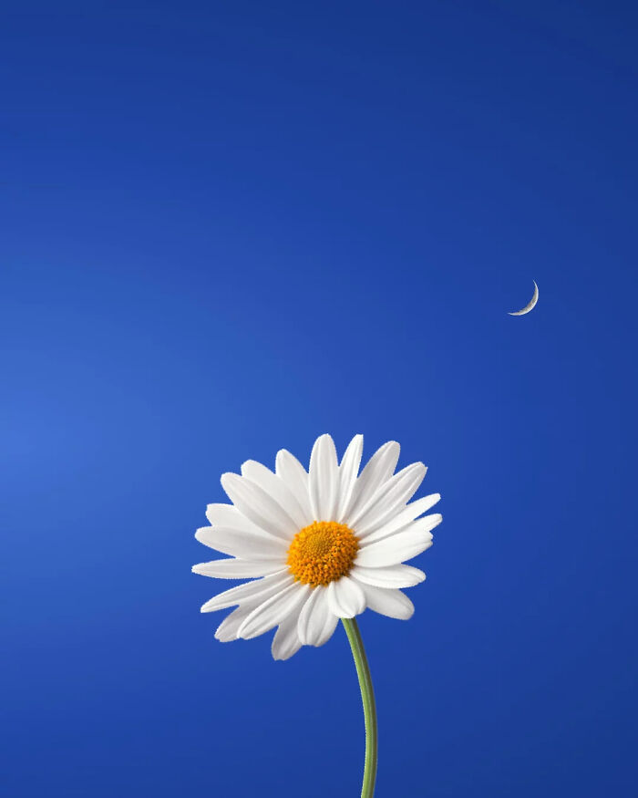 Minimalist surreal photo of a daisy against a blue sky with a crescent moon.