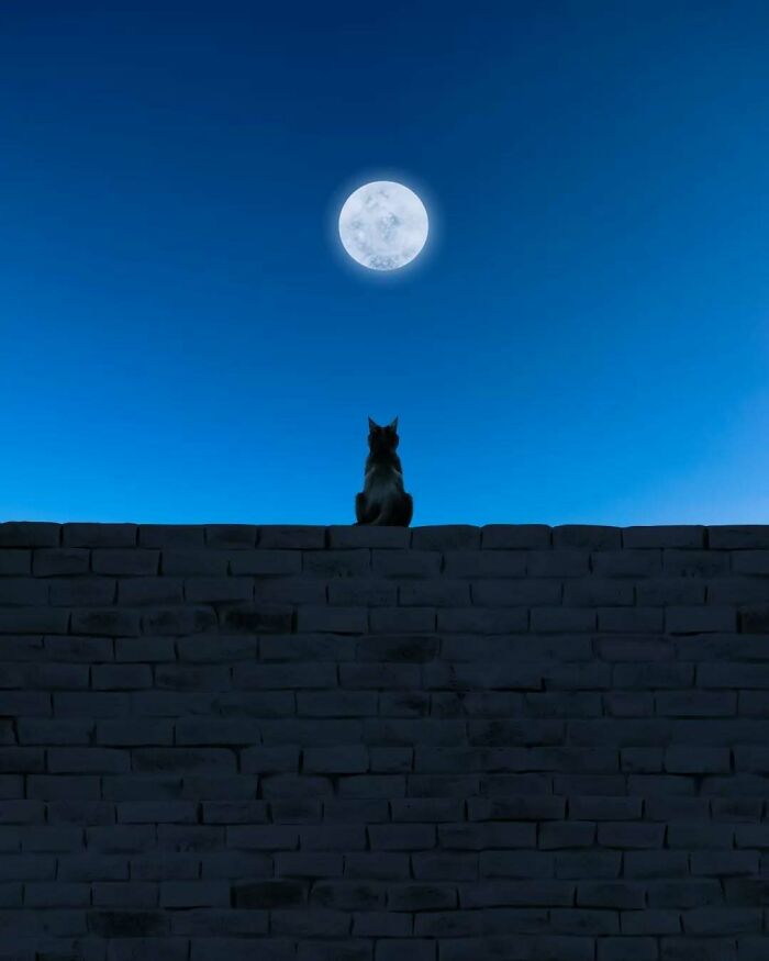 Cat on a brick wall gazing at a full moon in a minimalist and surreal night scene.