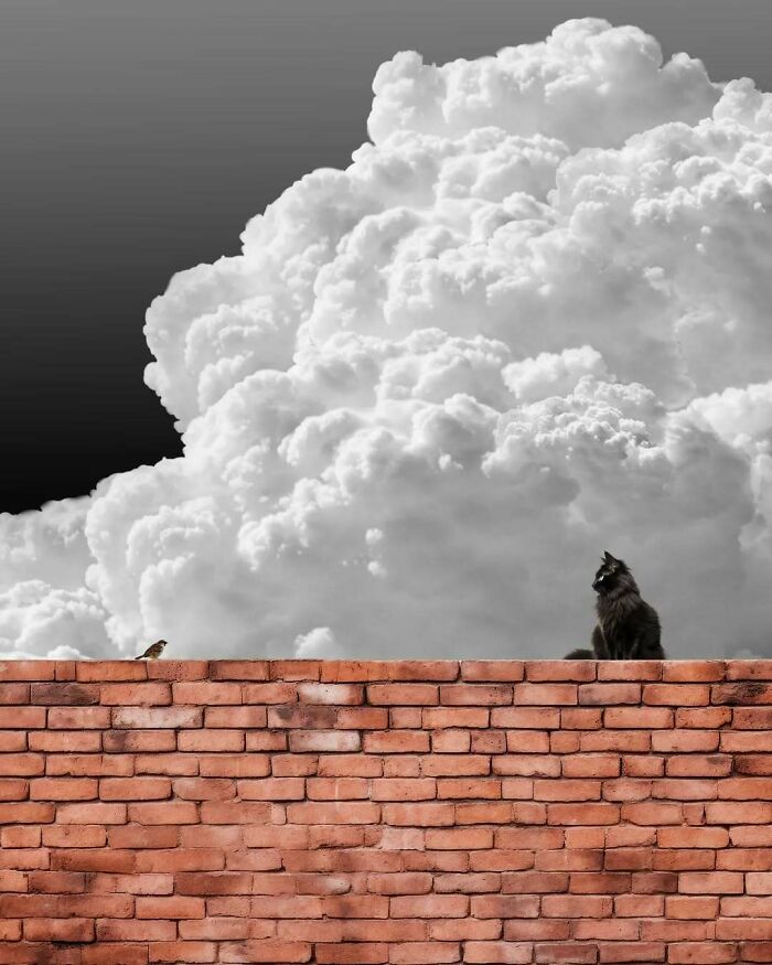 Surreal photo of a cat and bird on a brick wall with dramatic clouds in the background, capturing minimalism and mystery.