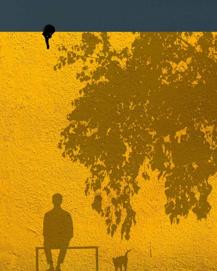 Surreal photo with a shadow of a person and dog on a yellow wall under tree branches, minimalism art style.