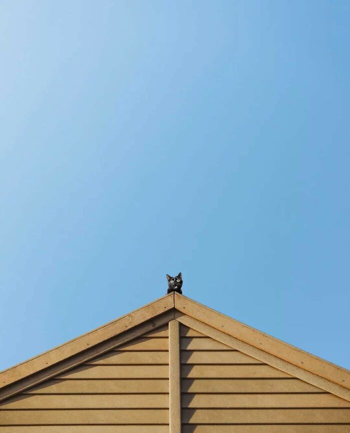 A cat on a roof peak against a clear blue sky, capturing minimalism and surreal magic.
