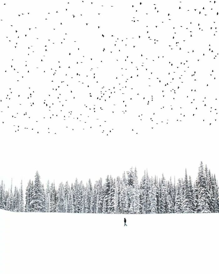 Surreal photo by Benjamin Wolf: lone figure walks in snowy forest with flock of birds above, capturing minimalism and mystery.