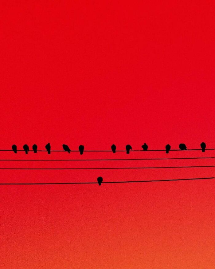 Bird silhouettes on wires against a vibrant red sky, showcasing minimalism and mystery.