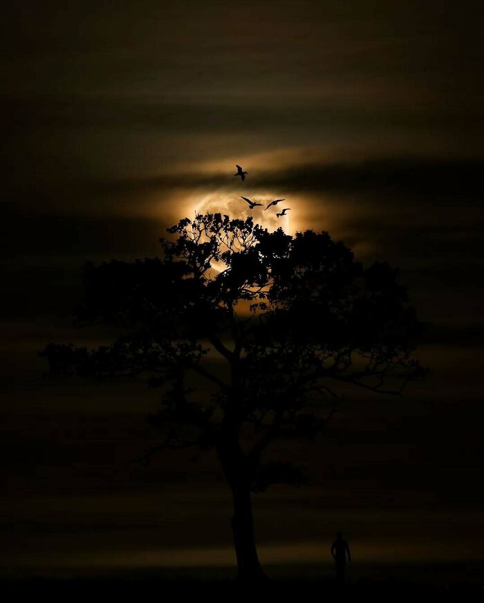 Silhouetted tree under moonlit sky with birds, capturing minimalism and mystery.