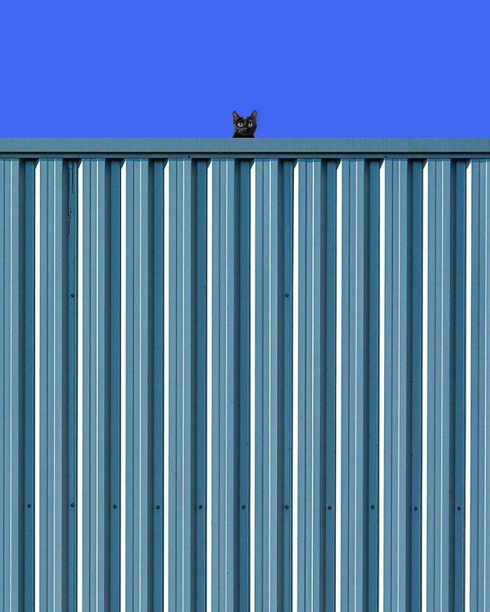 A black cat peers over a blue-striped fence against a bright blue sky, embodying minimalism and mystery.