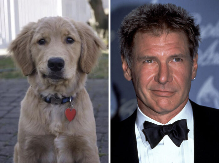 Harrison Ford And Goldie