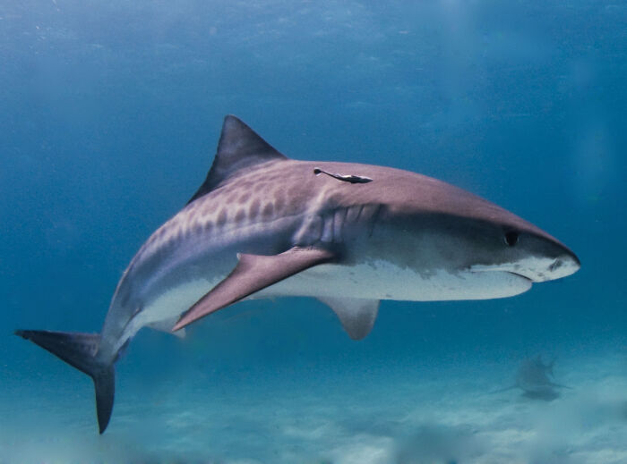 A large shark swimming underwater, showcasing features of the largest underwater creatures.