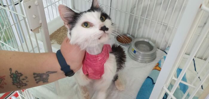 Our Cat Charlie 2 Days After Major Surgery To Remove A Tumor From Her Intestines. She Had A Bad Reaction To Some Post Op Meds, But Was Quickly Ok. She Was So Happy To See Us When We Visited Her, And Now She Is Extremely Happy And Even More Affectionate Than She Usually Is. Happily The Tumor Turned Out To Be Benign