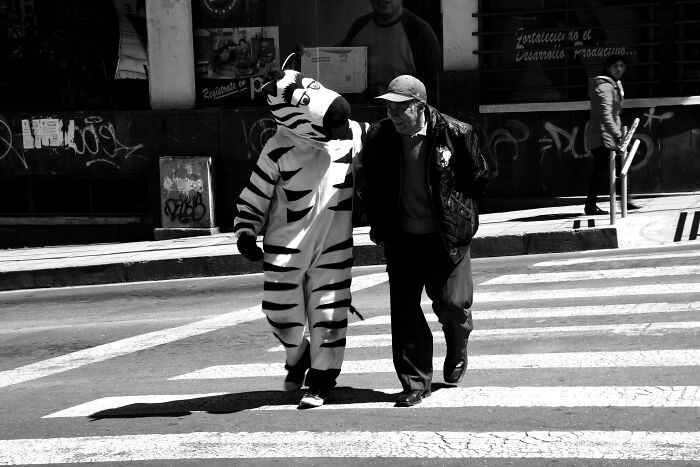 A person in a zebra suit helps an elderly man cross a street, depicting unusual government projects.