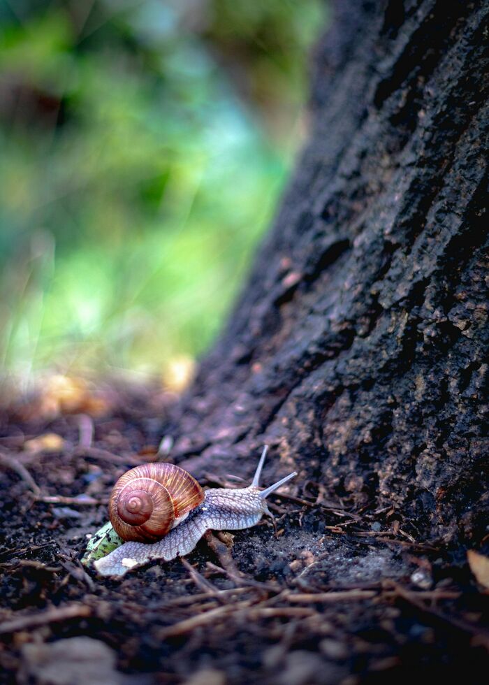 A snail crawling on the forest floor near a tree trunk, showcasing fun animal facts in nature.