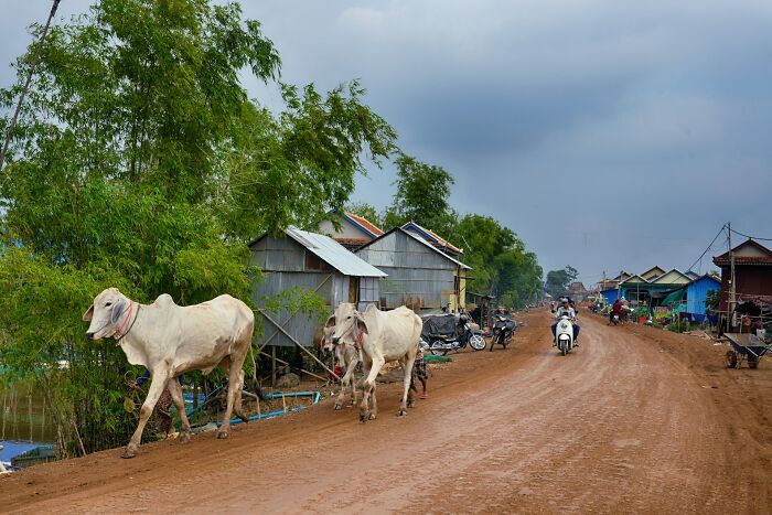 Bulls walking on a rural dirt road with houses, illustrating culture shocks experienced in different countries.