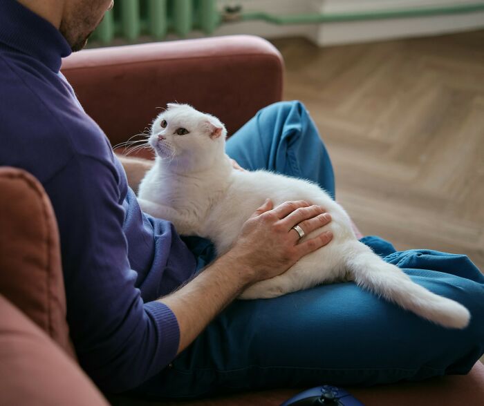 Person showing love by cuddling a white cat on their lap, expressing affection and care.