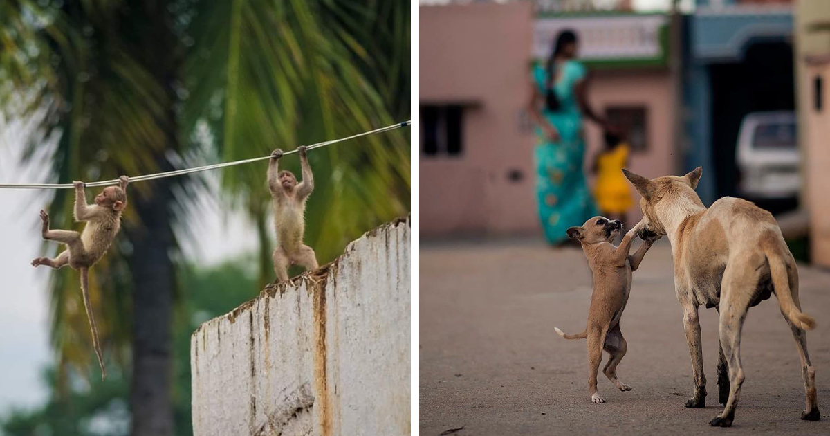 30 Animal Photos That Might Melt Your Heart By Guru Charan