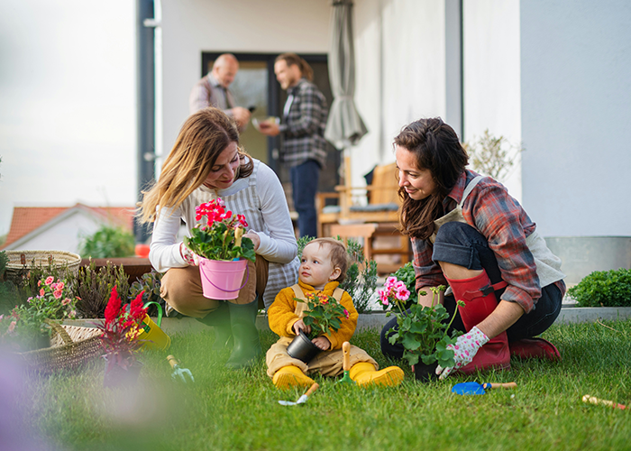 Family gardening together, planting flowers on a lawn in front of a house. Family gardening together, planting flowers on a lawn in front of a house.