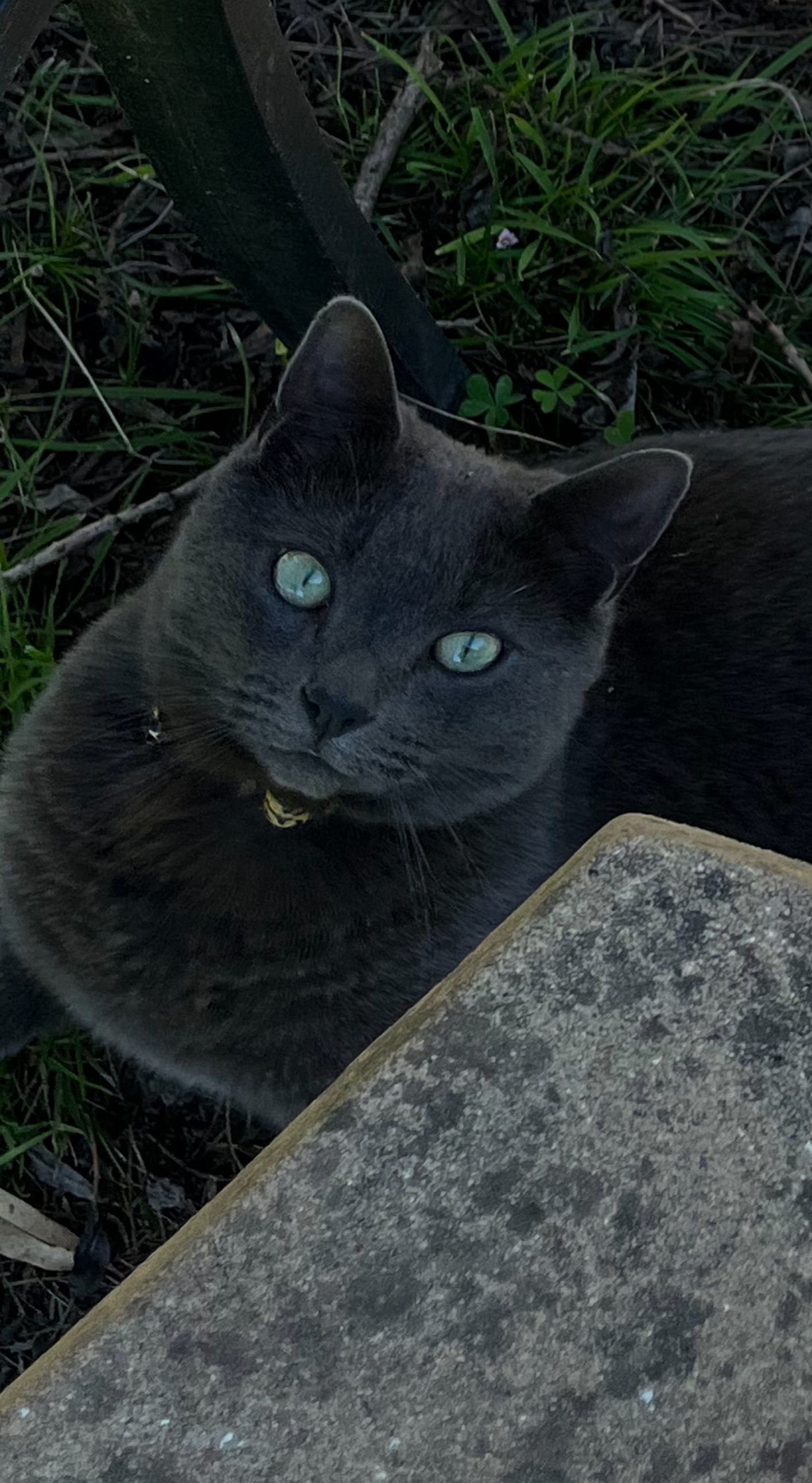 The Magic Of Cat Eyes: Exploring Their Enigmatic Gaze