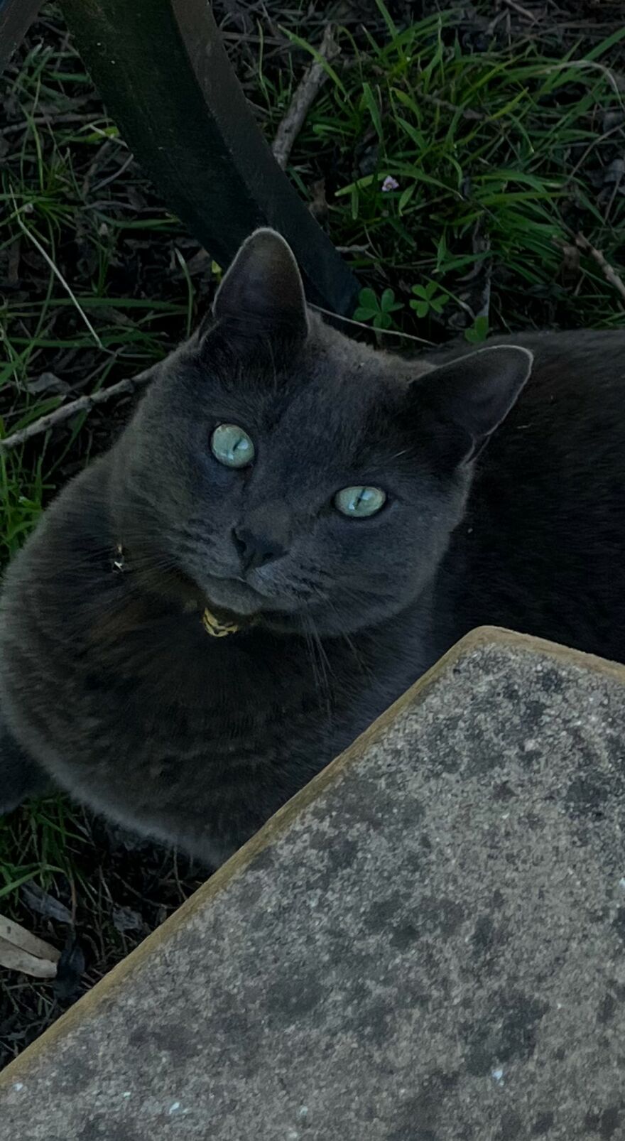 The Magic Of Cat Eyes: Exploring Their Enigmatic Gaze