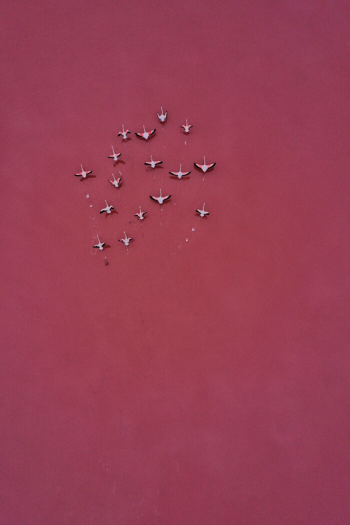 "Pink On Pink" By Magali Chesnel