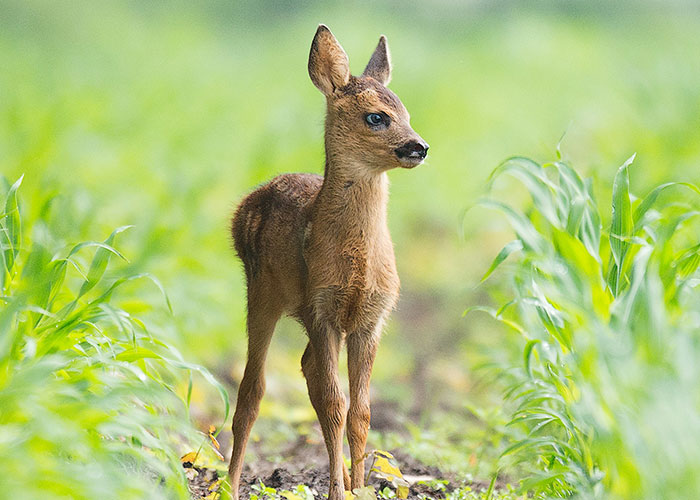 A young deer standing in a lush field, surrounded by green plants.