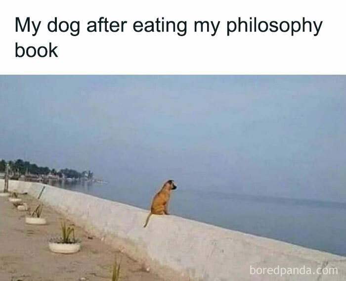 Dog humor meme with a dog sitting on a wall, captioned "My dog after eating my philosophy book."