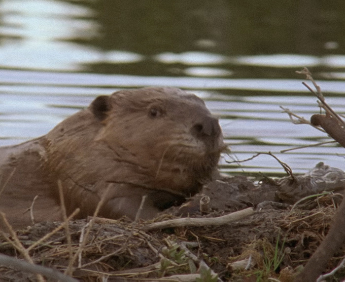Beaver in water near a completed dam project, showcasing natural construction skills.