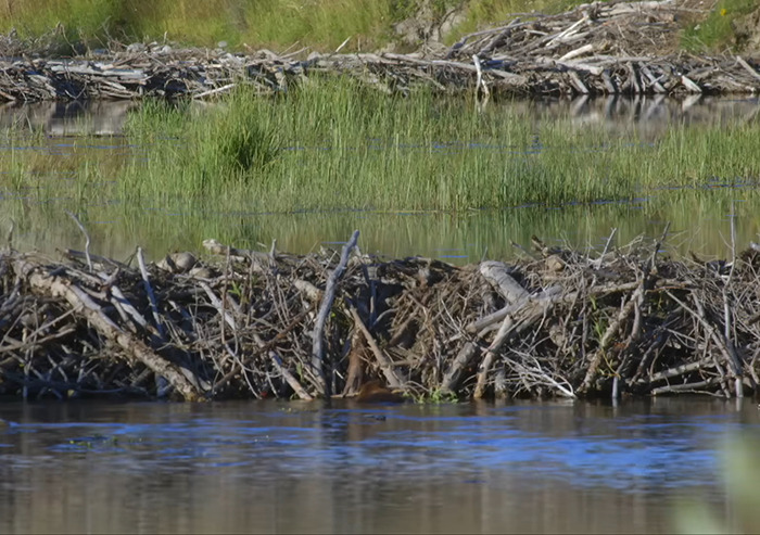 Beavers' dam in a wetland, showcasing impressive construction skills with sticks and branches.