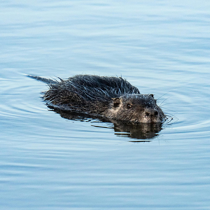 Beaver swimming in clear blue water, showcasing nature's engineering skills.