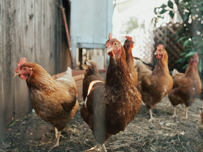 Brown chickens gathered outdoors, showcasing fun animal moments.