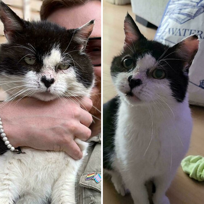 Two mildly interesting cats, one being held, showing similar black and white fur patterns.