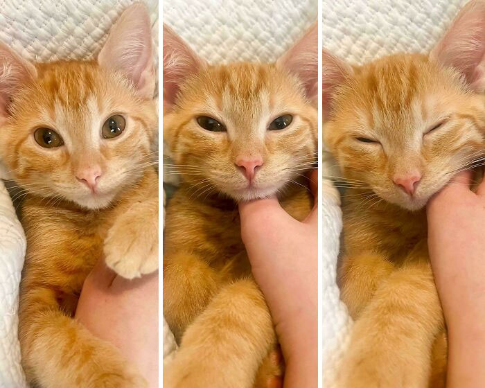 Three images of an orange kitten with changing facial expressions, cuddled in a hand; mildly interesting moment.