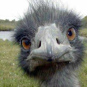 birdygobyebye avatar