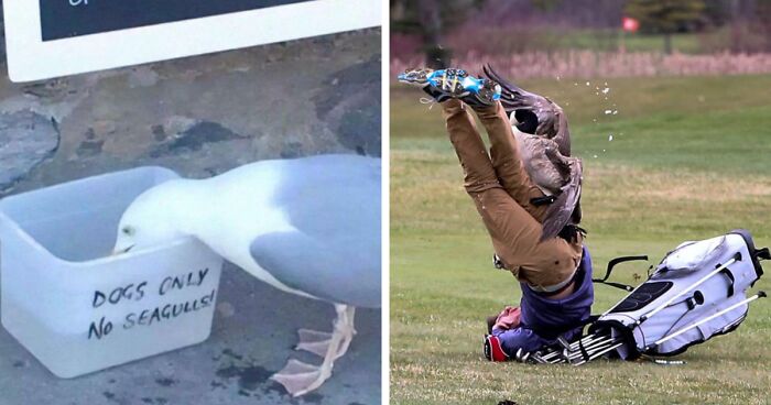 50 Funny Photos That Show Birds Being Jerks For Absolutely No Reason (New Pics)