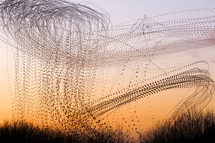 This Artist Captured 20 Mesmerizing Photos That Turn Bird Migration Into A Work Of Art