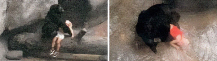 A gorilla holding a child in a zoo enclosure, highlighting interesting and bizarre events from around the world.