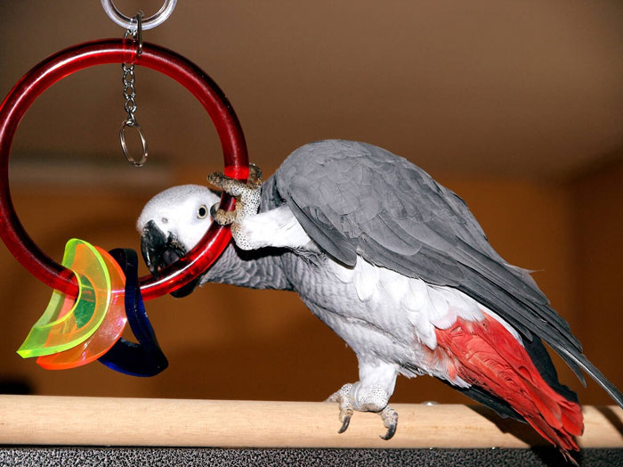 A playful parrot interacts with rings, showcasing its preference in this pet parent scenario.