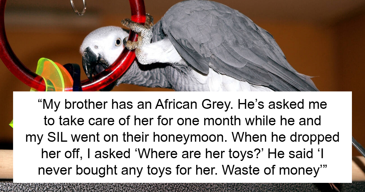 Man Throws A Tantrum After His Own Parrot Chooses His Sibling, Refuses ...