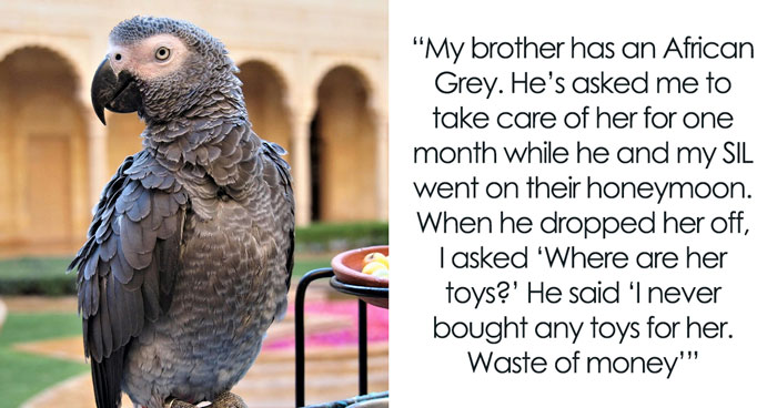 Man Throws A Tantrum After His Own Parrot Chooses His Sibling, Refuses To Admit He’s The Problem