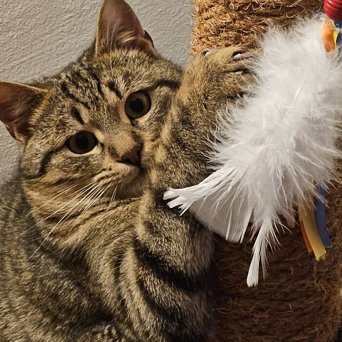 So I Helped My Parents Adopt This Beautiful Little Villains. This Is Neko Shogun And I Wuw Him