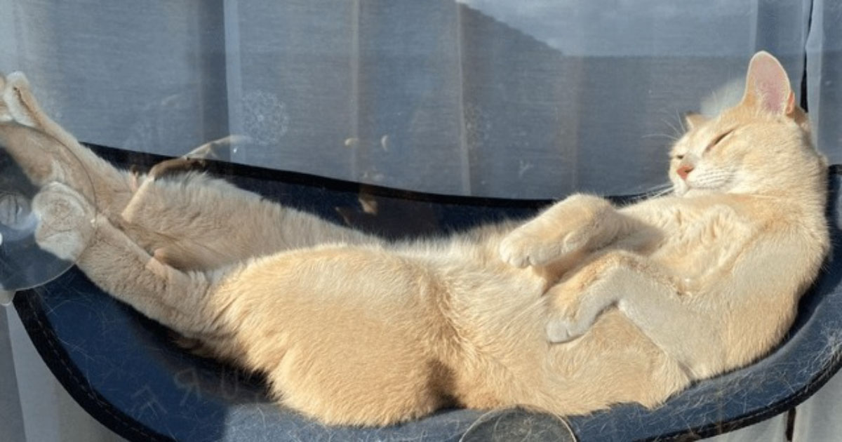 Feline Lovers Assemble: Here Are 45 Funny Pics Of Cats On Glass That You Might Love