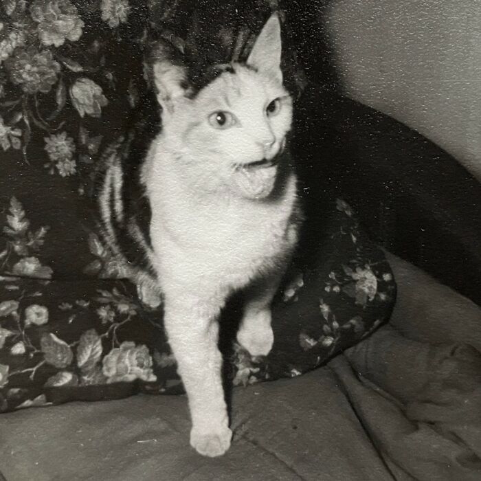 Vintage cat photo featuring a surprised feline sitting on a floral chair.