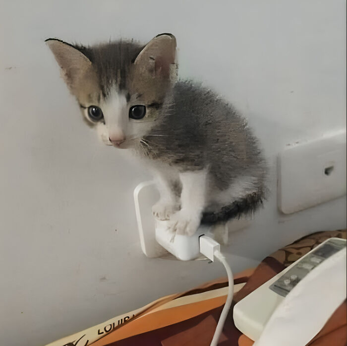 Tiny kitten perched on a power adapter plugged into the wall, looking curious.