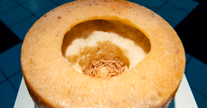 Forbidden Cheese: This Is The Most Dangerous Cheese In The World, Would You Dare Eat It?