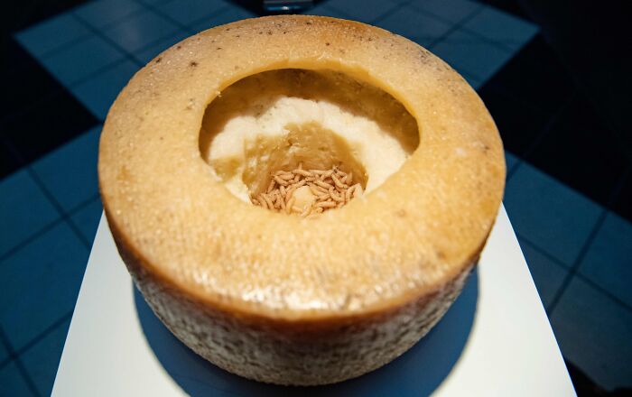 Sardinian cheese with maggots inside, displayed on a white surface, highlighting its unique and forbidden nature.