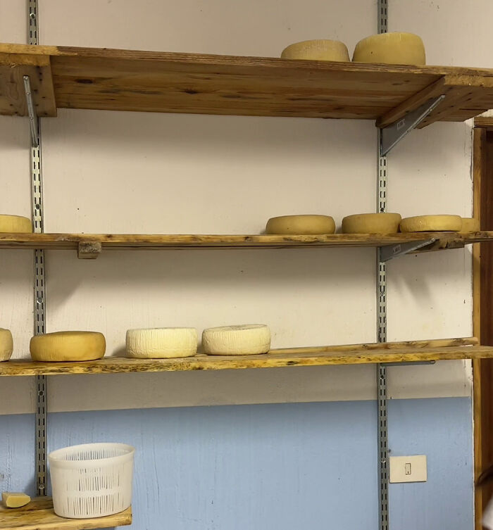 Sardinian cheese rounds aging on wooden shelves against a pale blue wall.