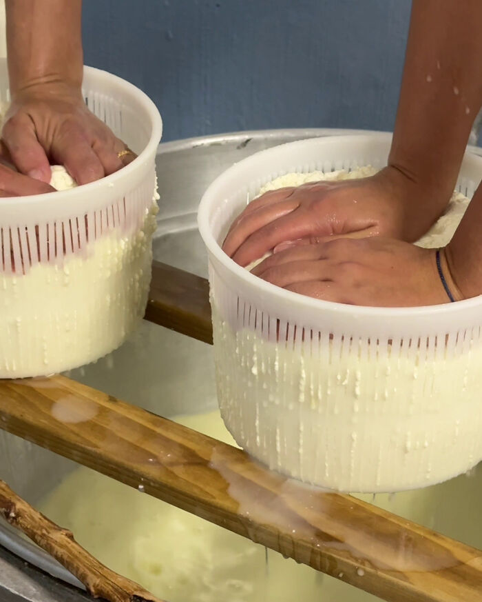 Hands pressing Sardinian cheese curds into molds, showcasing traditional cheese-making techniques.