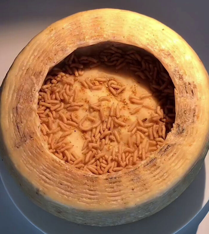 Sardinian cheese with live larvae inside, highlighting its unique and forbidden culinary aspect.